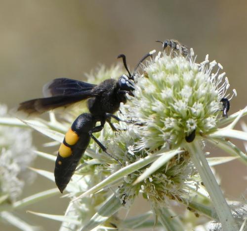 Stizoides tridentatus